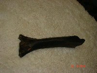 藏品(虎肱骨)的圖片